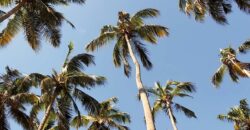 5 BHK Luxury Villa For Sale At PARRA Goa