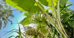 3 BHK Luxury Villa for Sale at ASSAGAO Goa