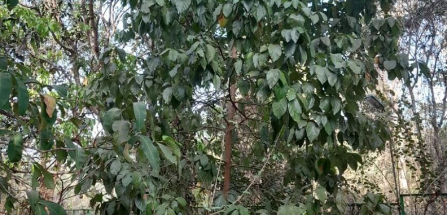 4 BHK Portuguese House for Sale at CHORAO Goa