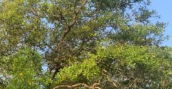 4 BHK Portuguese House for Sale at CHORAO Goa