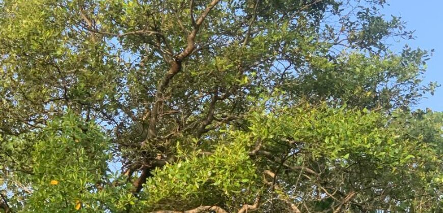 4 BHK Portuguese House for Sale at CHORAO Goa