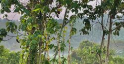 3 BHK Residential Independent House / Villa for Sale at ASSAGAO Goa