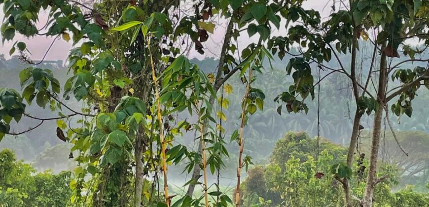 3 BHK Residential Independent House / Villa for Sale at ASSAGAO Goa